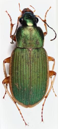 Réf. 329 689 : Chlaenius olivieri